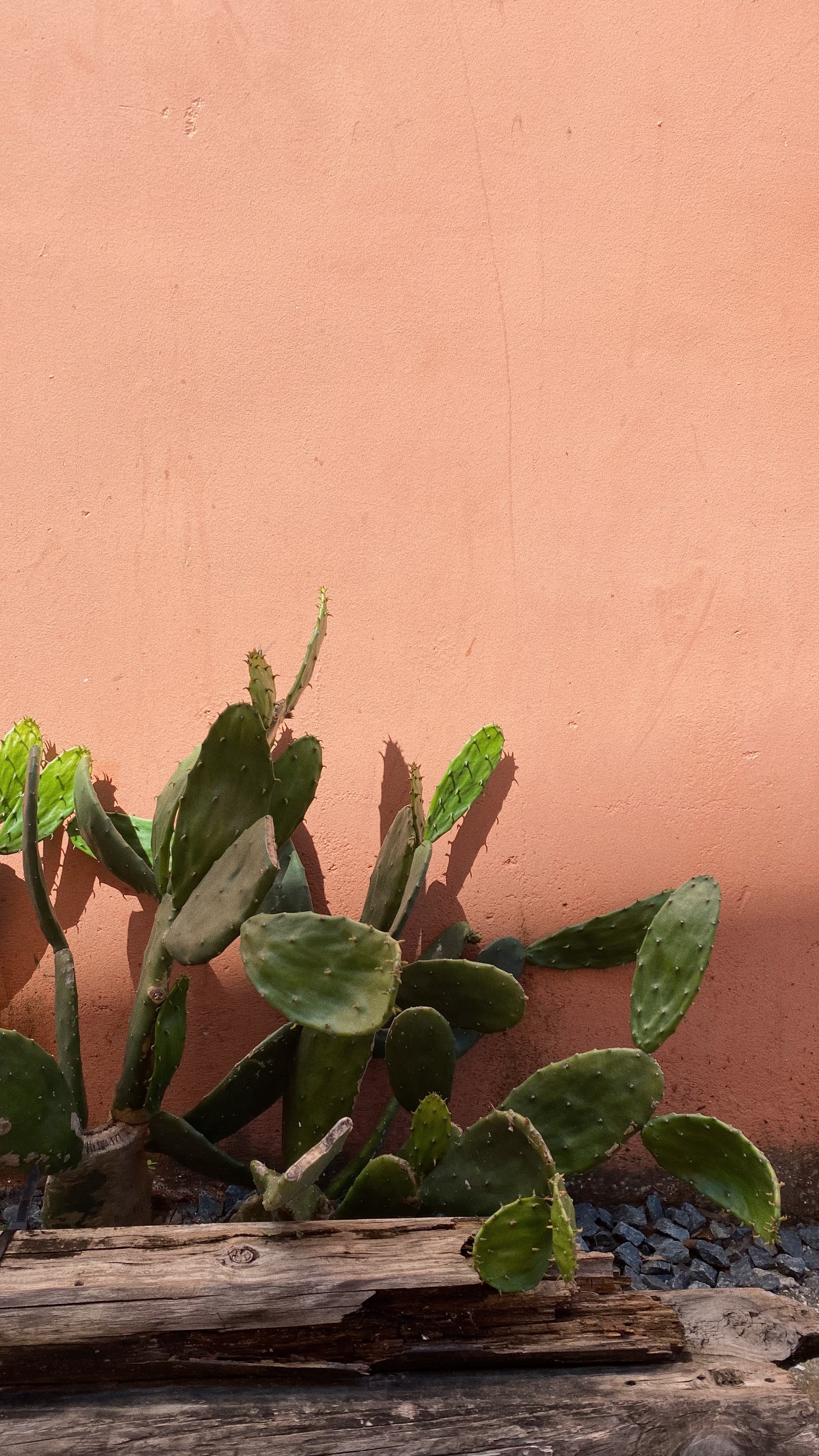 Prickly pear cactus against a sunlit peach stucco wall